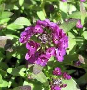 Lobularia maritima 'Easter Bonnet Violet' (Easter Bonnet Series)