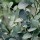  (18/02/2021) Eucalyptus gunnii 'Silver Drop' added by Shoot)