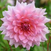  (18/02/2021) Dahlia 'Otto's Thrill' added by Shoot)