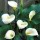'Crowborough' has rich green, arrow-shaped leaves and funnel-shaped white spathes with prominent yellow spadix. Zantedeschia aethiopica 'Crowborough' added by Shoot)