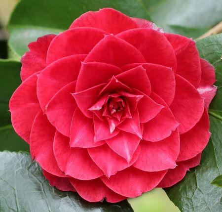 Camellia japonica 'Madame Lebois'