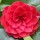  (19/02/2021) Camellia japonica 'Madame Lebois' added by Shoot)