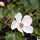  (20/02/2021) Rubus deliciosus added by Shoot)