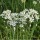  (11/02/2020) Allium tuberosum added by Shoot)