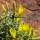  (27/02/2021) Ulex canescens added by Shoot)