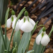  (28/02/2021) Galanthus plicatus 'Diggory' added by Shoot)