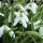  (28/02/2021) Galanthus 'Benton Magnet' added by Shoot)
