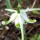  (28/02/2021) Galanthus nivalis f. pleniflorus 'Walrus' added by Shoot)