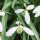  (28/02/2021) Galanthus 'Curly' added by Shoot)