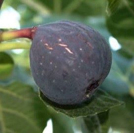 Ficus carica 'Sultane'