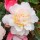  (01/03/2021) Begonia 'Sweet Spice Appleblossom' (Sweet Spice Series) added by Shoot)