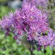  (02/03/2021) Thalictrum 'Purplelicious' added by Shoot)