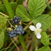  (03/03/2021) Rubus caesius added by Shoot)