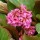  (04/03/2021) Bergenia 'Pugsley's Pink' added by Shoot)
