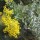  (04/03/2021) Acacia cultriformis added by Shoot)