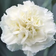 (04/03/2021) Dianthus 'Bridal Star' added by Shoot)