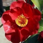  (06/03/2021) Camellia japonica 'San Dimas' added by Shoot)