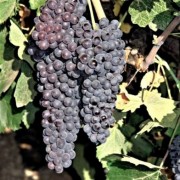  (08/03/2021) Vitis vinifera 'Black Corinth' added by Shoot)