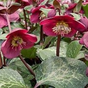  (08/03/2021) Helleborus (Rodney Davey Marbled Group) 'Reanna's Ruby' added by Shoot)