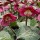  (08/03/2021) Helleborus (Rodney Davey Marbled Group) 'Reanna's Ruby' added by Shoot)