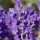  (09/03/2021) Lavandula angustifolia 'Purple Treasure' added by Shoot)