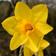  (09/03/2021) Narcissus 'Sweetness' added by Shoot)
