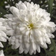  (10/03/2021) Argyranthemum 'Aramis Double White' (Aramis Series) added by Shoot)