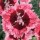 (10/03/2021) Dianthus 'Cherry Burst' added by Shoot)