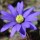  (10/03/2021) Anemone blanda 'Ingramii' added by Shoot)