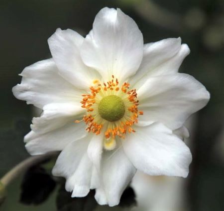 Anemone x hybrida 'Geante des Blanches'