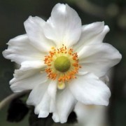  (10/03/2021) Anemone x hybrida 'Geante des Blanches' added by Shoot)
