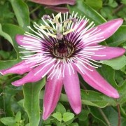  (10/03/2021) Passiflora x violacea 'Victoria' added by Shoot)