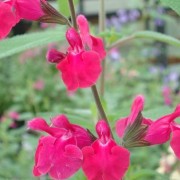  (15/03/2021) Salvia 'Pink Pong' added by Shoot)