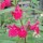  (15/03/2021) Salvia 'Pink Pong' added by Shoot)