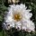  (15/03/2021) Anemone hupehensis var. japonica 'Tiki Sensation' added by Shoot)