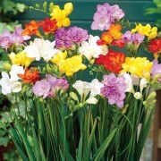  (16/03/2021) Freesia Double Mix added by Shoot)