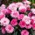  (16/03/2021) Dianthus 'I Love U' added by Shoot)