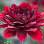  (17/03/2021) Dahlia 'After Dusk' added by Shoot)