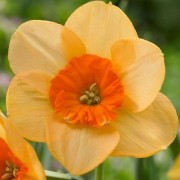  (17/03/2021) Narcissus 'Kedron' added by Shoot)