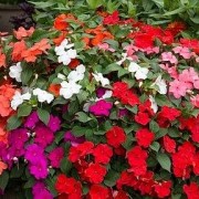  (17/03/2021) Impatiens walleriana Beacon Series added by Shoot)