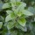  (18/03/2021) Pittosporum tenuifolium 'Irish Luck' added by Shoot)