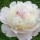  (19/03/2021) Paeonia lactiflora 'Madame Calot' added by Shoot)