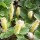  (23/03/2021) Salix nakamurana var. yezoalpina added by Shoot)