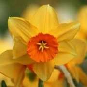  (25/03/2021) Narcissus 'Mary Bohannon' added by Shoot)