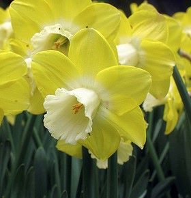 Narcissus 'Altun Ha'