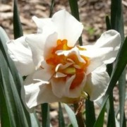  (25/03/2021) Narcissus 'Honolulu' added by Shoot)