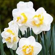  (26/03/2021) Narcissus 'Salou' added by Shoot)