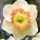  (26/03/2021) Narcissus 'Martha Stewart' added by Shoot)