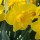  (26/03/2021) Narcissus 'Yellow River' added by Shoot)