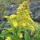  (30/03/2021) Solidago sempervirens added by Shoot)